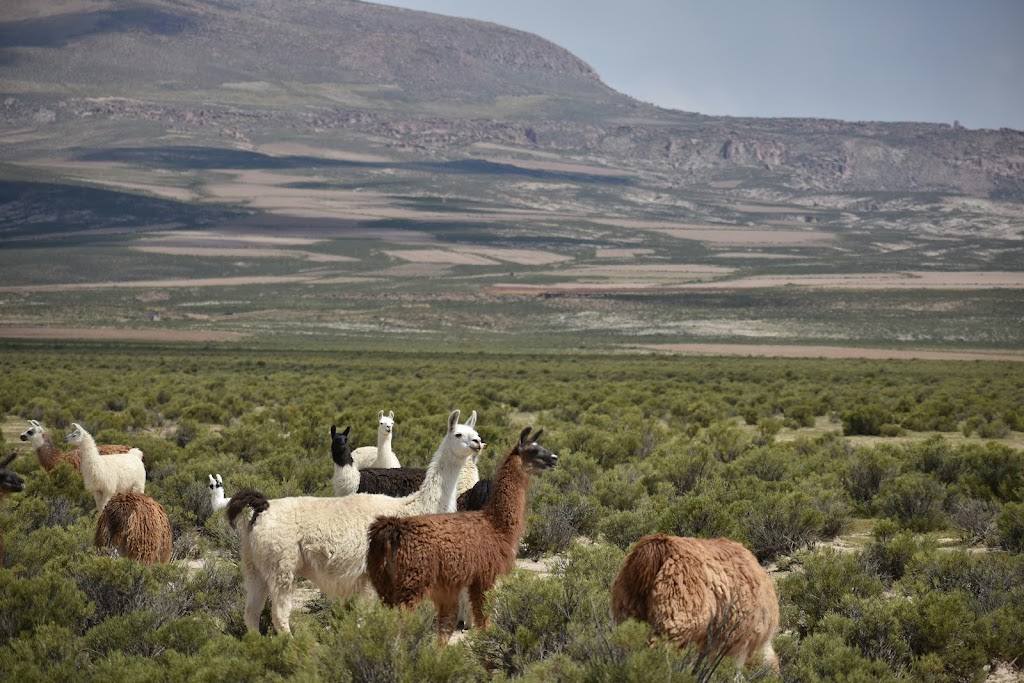 Matheus oliveira lqskzza8e3u unsplash.jpg